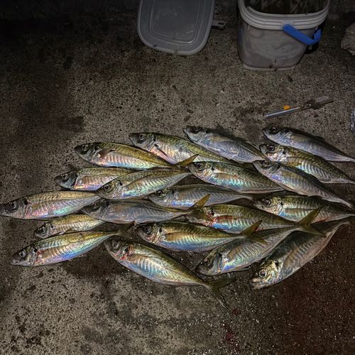 マアジの釣果