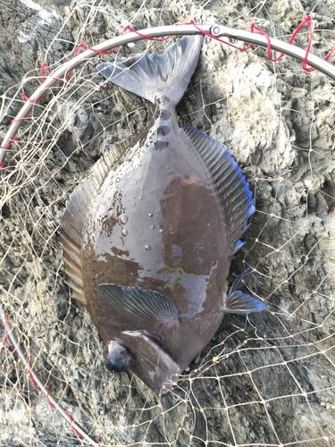 ニザダイの釣果