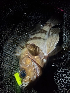 シロメバルの釣果