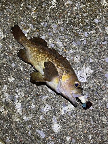 エゾメバルの釣果