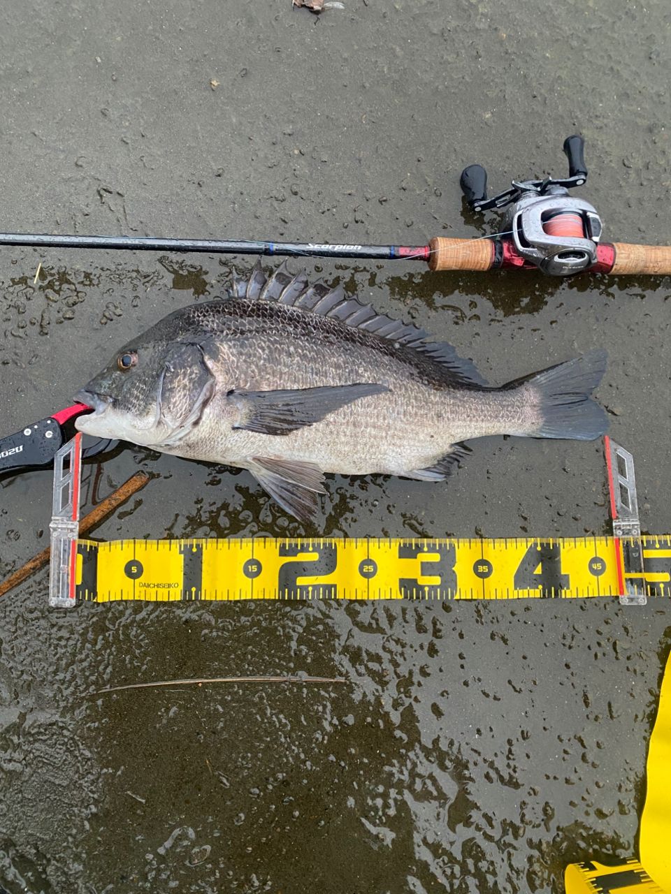 SHIMANO 19スコーピオン 1752R-2の最安値・インプレ・釣果 | 本音の
