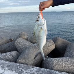 ミナミクロサギ