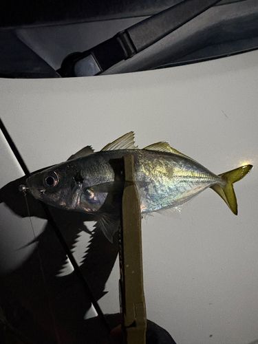 マアジの釣果