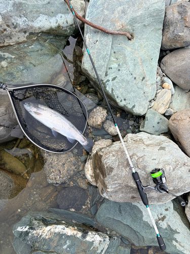 レインボートラウトの釣果