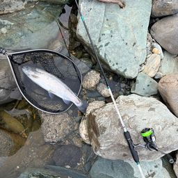 レインボートラウト