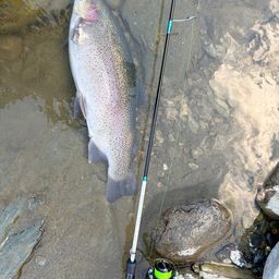 レインボートラウト