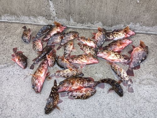 カサゴの釣果