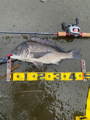 クロダイの釣果