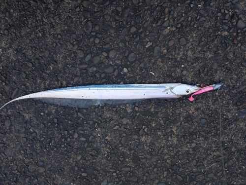 タチウオの釣果