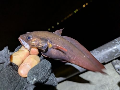 チゴダラの釣果