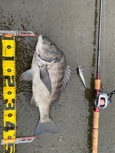 クロダイの釣果