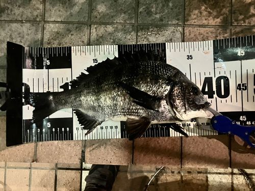 クロダイの釣果