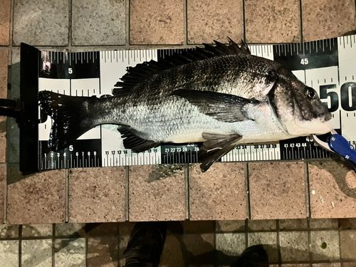 東京湾（アクアライン以北）