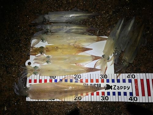 ヤリイカの釣果