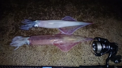 ヤリイカの釣果