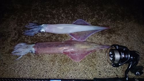 ヤリイカの釣果