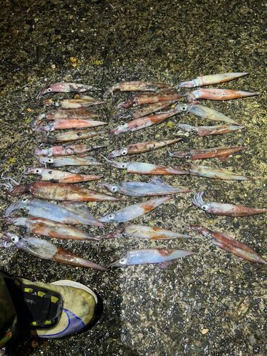 ヤリイカの釣果