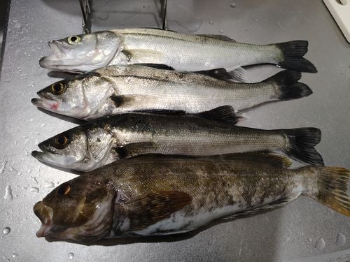 アイナメの釣果