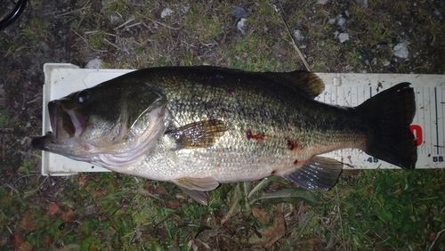 ラージマウスバスの釣果