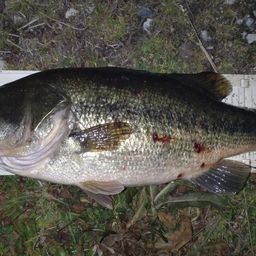 ラージマウスバス