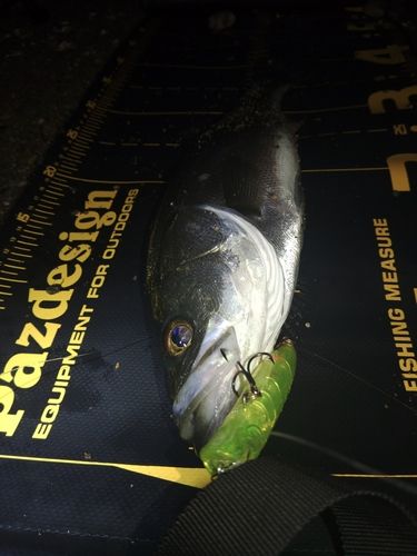 セイゴ（マルスズキ）の釣果