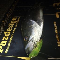 セイゴ（マルスズキ）