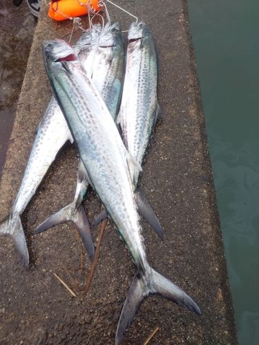 サゴシの釣果