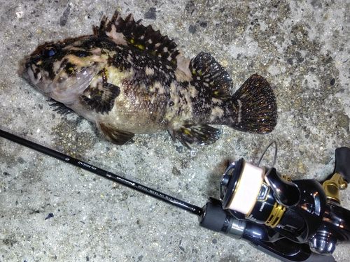 オウゴンムラソイの釣果