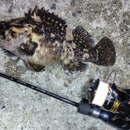 オウゴンムラソイ