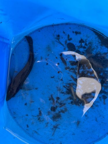 カワアナゴの釣果