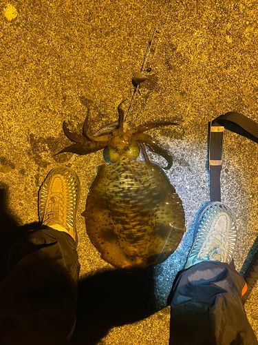 住吉漁港（高知）