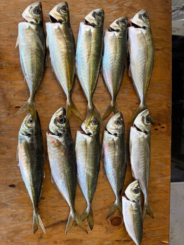 マアジの釣果