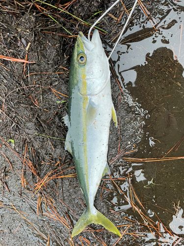 コズクラの釣果