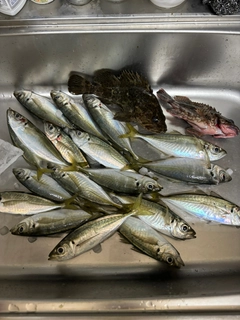 アジの釣果