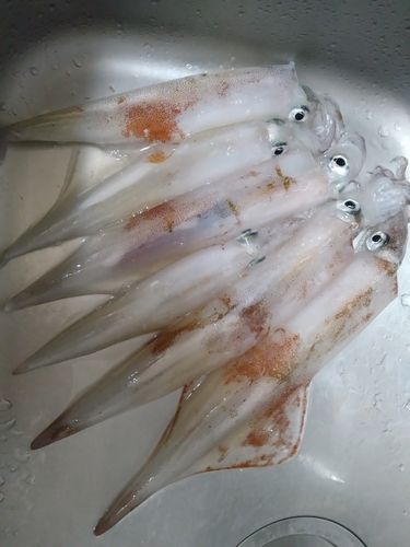 ヤリイカの釣果