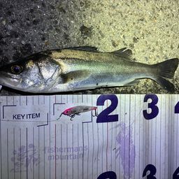 フッコ（マルスズキ）