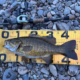 スモールマウスバス