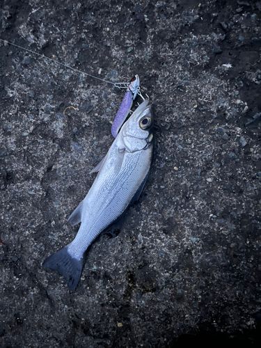スズキの釣果