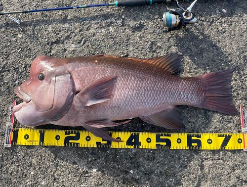 カンダイの釣果