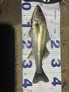 フッコ（マルスズキ）の釣果