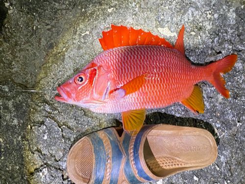 トガリエビスの釣果