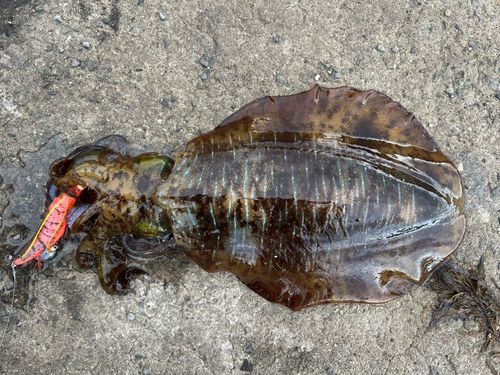 アオリイカの釣果
