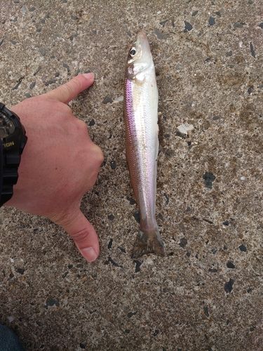 日明海峡釣り公園