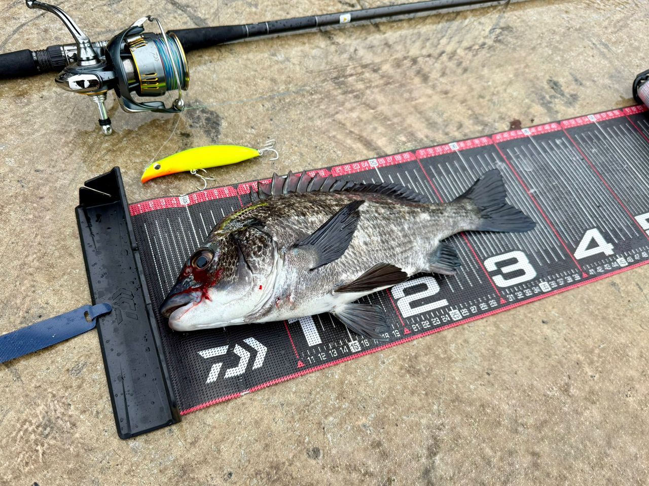 DAIWA 23エアリティ LT5000D-CXHの最安値・インプレ・釣果 | 本音の