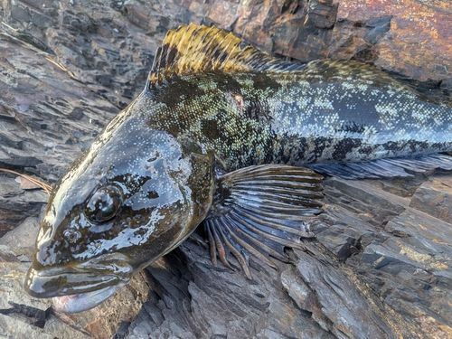 アイナメの釣果