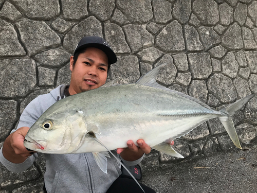 オニヒラアジの釣果