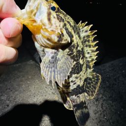 タケノコメバル