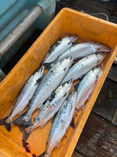 サクラマスの釣果