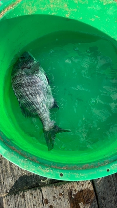 チヌの釣果