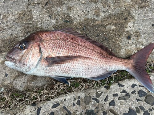 マダイの釣果
